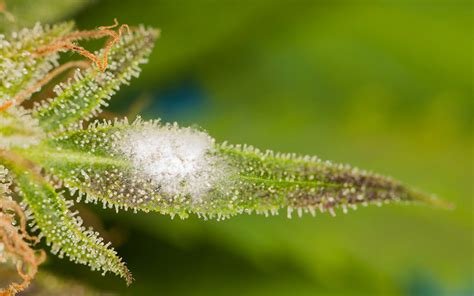 Legal Cannabis Often Contains Mold, But Most States Approve It Anyway