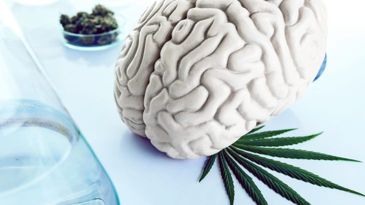 Study: Sustained Use of Medical Cannabis Is Not Associated With Changes in Either Brain Morphology or Cognitive Performance