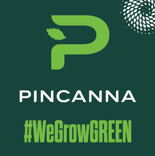 Pincanna Lays Off Some Grow Employees To Reduce Costs In Wake Of Collapsing Cannabis Prices