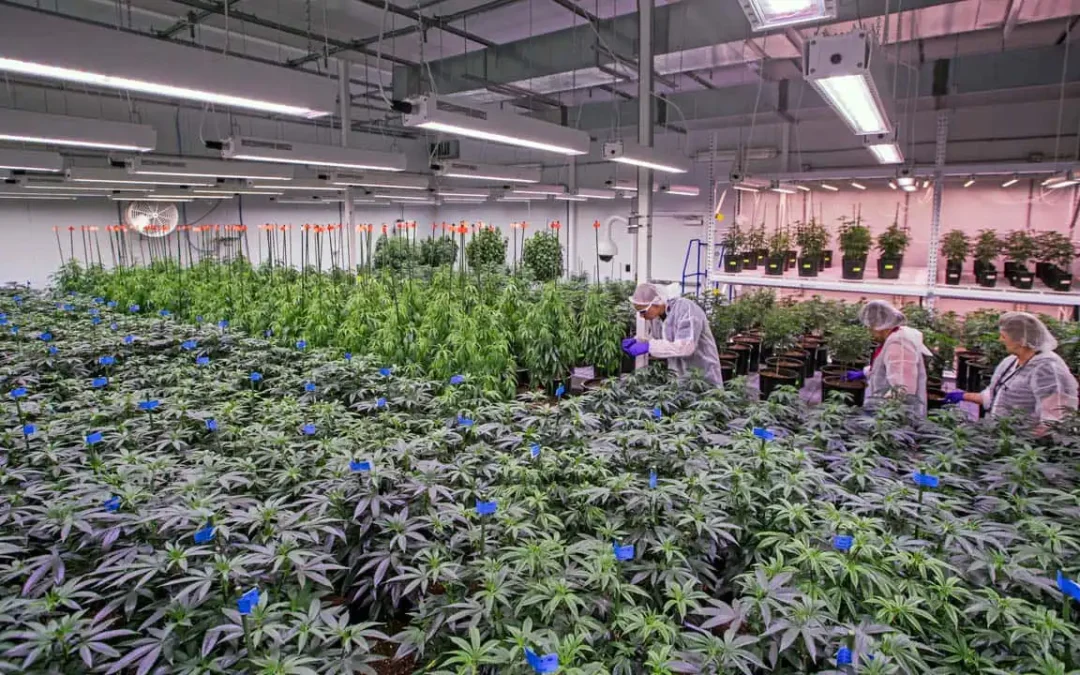 7 Must-Have Techs For Cannabis Cultivators