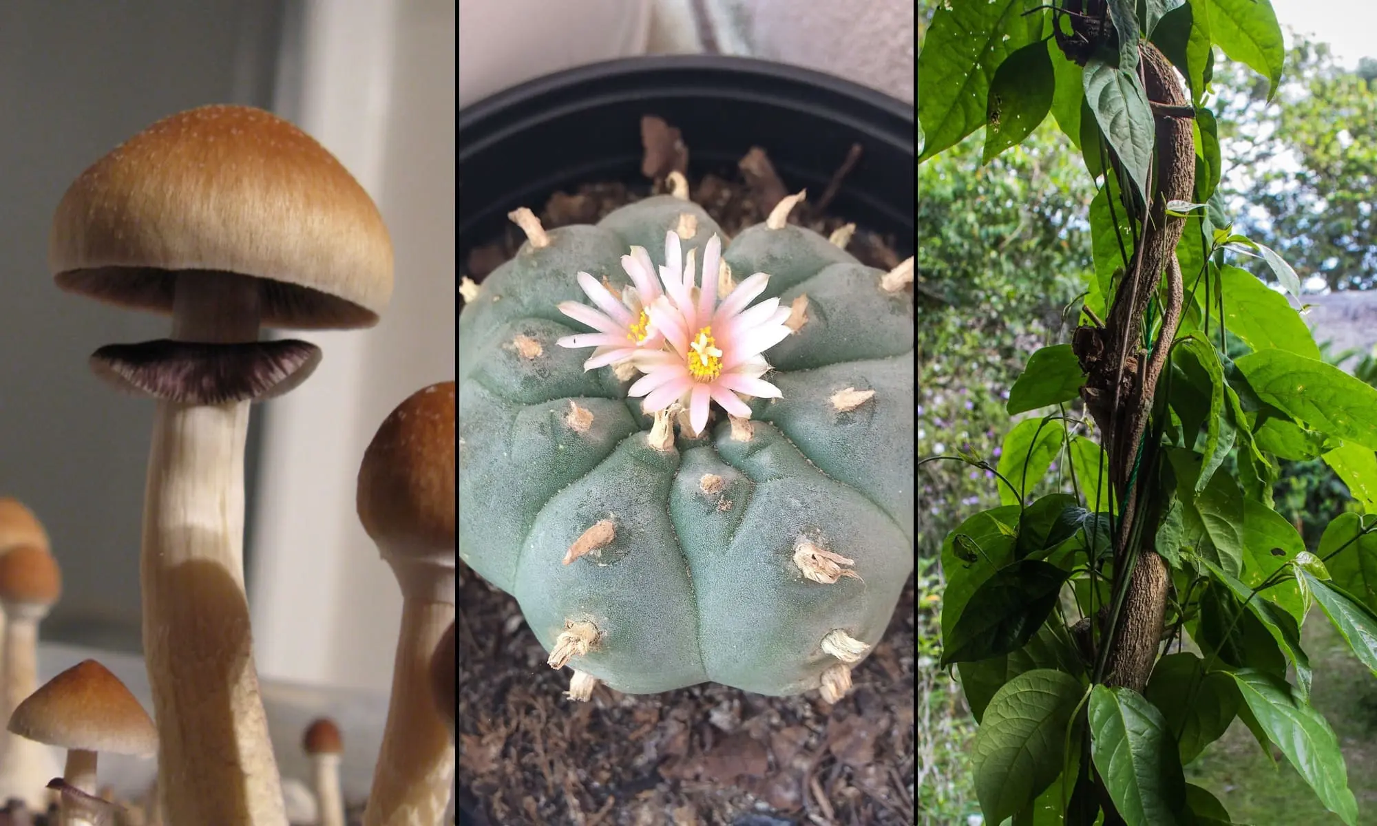 psychedelic-psilocybin