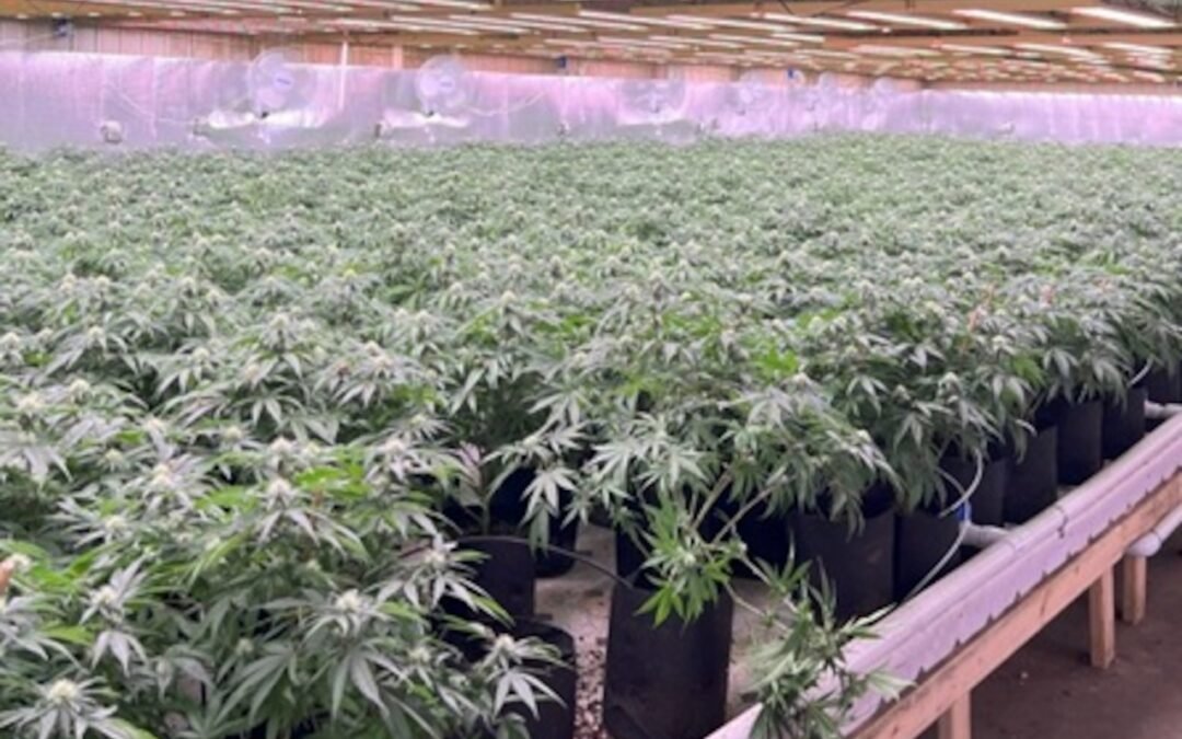 China’s Black-Market Cannabis Operations Found In Michigan