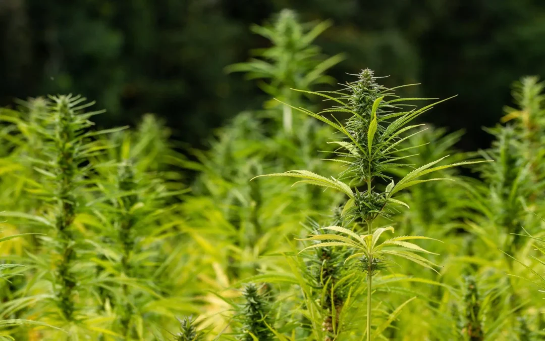 Opinion: Hijacking Hemp – U.S. Trade Group Plays Loose With Facts