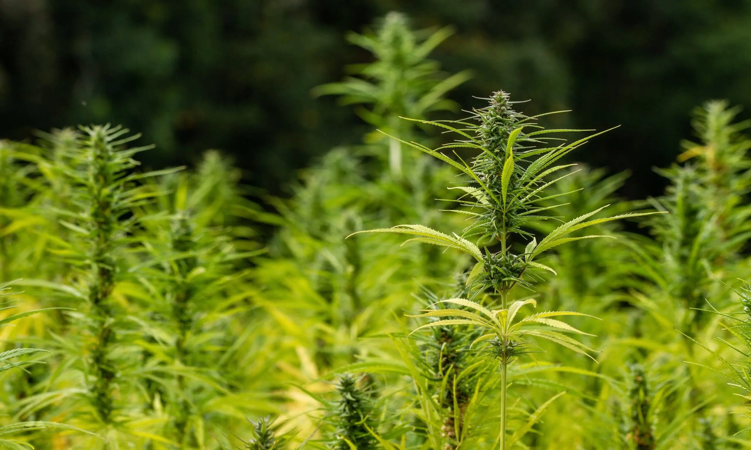 Hemp