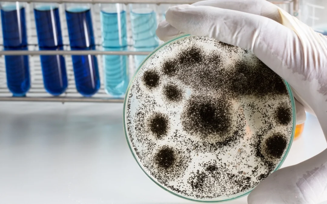 Cannabis Packaging Companies Scrutinized Over Mold Claims