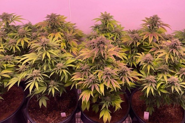 New Technique Accurately Predicts Cannabis Crop Potency