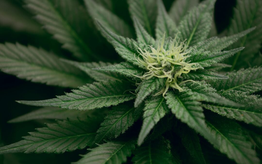 Poll Shows Support For Legalizing Adult-Use Pot In Florida Well Below Level To Pass Constitutional Amendment