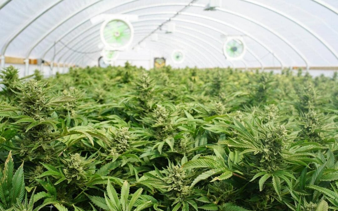 Wisconsin Democrats Introduce Bill To Legalize Marijuana